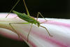 Tenerasphaga meruensis (Sjöstedt, 1910): 2011. male (Kilimanjaro, western slopes, savanna grassland). (Otu).