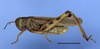 Diponthus electus (Serville, 1838): male. (Otu).