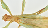 CollectionObject 1589804; a39a13ab-2831-4d71-9684-e78fac396e7f: copyright NHMUK, London. male: head & thorax, dorsal view (holotype). (CollectionObject).