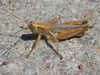 Melanoplus angustipennis (Dodge, 1877): male (Chadron, Nebraska, 6 July 2020). (Otu).