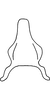 Connective: Connective (I. longiprocessa Cao, Huang & Zhang). (Observation).