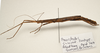 CollectionObject 1595835; a43c9036-0a2c-4c86-9f6c-6829d3d29ff9: copyright LKCNH Singapore. female, lateral view (paratype). (CollectionObject).