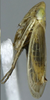 Habitus, lateral view on Arocephalus (Arocephalus) languidus (Flor, 1861): Habitus, lateral view. (Observation).