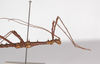 CollectionObject 1560169; e33244d8-5110-45f7-8764-697dc8255d87: copyright ZMB, Berlin. male: head and thorax, lateral view (holotype). (CollectionObject).