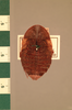 Rhicnoda natatrix Shelford, 1907: Copyright UMO, Oxford. Type, dorsal view. (Otu).