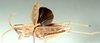 Charilaus carinatus Stål, 1875: female, dorso-lateral view. (Otu).