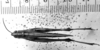 CollectionObject 1506432; 99d4953f-d6d9-4999-a2f5-040406f86647: Image Carbonell, C.S. male, dorsal view (lectotype). (CollectionObject).