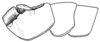 Ceuthophilus (Ceuthophilus) seclusus Scudder, 1894: Fig. 409. pronotum. (Otu).