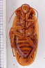 Henschoutedenia batesi (Rehn, 1937): Photo taken by Heidi Hopkins. (Otu).
