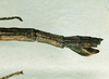 CollectionObject 1557822; 1f94c9f0-8b15-469f-8c13-bb6e5c98b3de: copyright CUMZ, Cambridge. female: end of abdomen, lateral view of synonym Myronides ramulus (holotype). (CollectionObject).