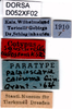 Palaioscaria calosoma (Günther, 1934): female, labels (paralectotype). (Otu).