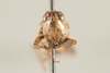 CollectionObject 1499304; f2ba2887-10d6-4082-a4be-71966691391c: Male, frons (holotype). (CollectionObject).