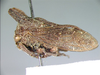 Daconotus Capener, 1968: _Daconotus projectus_. (Otu).