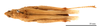 CollectionObject 1538206; 6aead1fc-afce-4f9f-bbae-a244730bddea: female, dorsal view (holotype of Pyrgomorpha cyprica Steinmann, 1967). (CollectionObject).