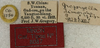 CollectionObject 1566243; d84bdfc8-14f9-476f-b8c4-2a5bb07ced55: labels (paratype). (CollectionObject).
