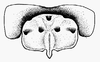 Rhachitopis crassus (Walker, 1870): supraanal plate, male. (Otu).