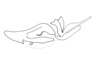 Apoxycephalacris palustris Amédégnato & Descamps, 1978: Fig. 32. Endophallus (lateral view). (Otu).