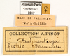 CollectionObject 1587674; MNHN(SF IMPORT DUPLICATE) MNHN-EP-EP1849, e82db171-236e-4070-928d-4eff76c41bbb: CC BY-NC-ND 4.0/MNHN - Depraetere Marion - 2014. Non type, female. Specimen number: MNHN-EP-EP1849. http://coldb.mnhn.fr/catalognumber/mnhn/ep/ep1849. (CollectionObject).