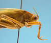 CollectionObject 1542799; 02d5fd6d-6d5e-4e65-969d-db528b75f575: female, pronotum lateral view (holotype of Herbardius rubrovittatus). (CollectionObject).