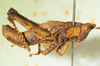 CollectionObject 1498705; c17090d7-5ef8-4672-a32b-f6e027c7f5c6: male, lateral view. (CollectionObject).