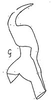 Stylus: !! display not done !! on Serratus clypealis Linnavuori, 1959: Stylus. (Observation).