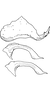 Pygofer appendages on Empoascanara (Empoascanara) mana Dworakowska & Pawar, 1974: Pygofer dorsal appendage. (Observation).