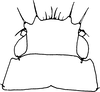 Nymph: (Observation).