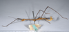 CollectionObject 1583056; 6ae4e101-288b-4bc2-91e3-f404aff189c2: copyright ANSP. male, lateral view (paratype). (CollectionObject).