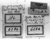 CollectionObject 1520403; NMW 6284, 5dbef5e3-2415-40ed-b661-ed3e9707da00: labels (holotype). (CollectionObject).
