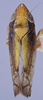 Habitus, dorsal view: !! display not done !! on Scaphytopius elegans (Van Duzee, 1890): Ohio State U. (Observation).