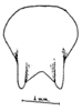 Anaulacomera (Bovicercora) crassicerca Márquez Mayaudón, 1965: Fig. 6 (after holotype). male subgenital plate. (Otu).