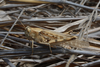 FieldOccurrence 3619; 9c679118-c758-4e4f-8290-e625e6cf09cd; Isla de la Plata, 2012/12/27: female (December 2012). (FieldOccurrence).