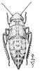 Nymph: !! display not done !! on Idiodonus kennicotti (Uhler, 1864): (Observation).