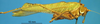 CollectionObject 1538366; 30a726c8-a333-40cb-8825-60b59b1c621d: male, right lateral view. (CollectionObject).