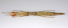 CollectionObject 1590189; 05bcff16-7f04-4c4e-ae04-145c53476550: copyright USNM, Washington. female, ventral view (paratype). (CollectionObject).;CollectionObject 1590190; ab173c49-77dc-406d-88c5-2e88b64a208f: copyright USNM, Washington. female, ventral view (paratype). (CollectionObject).