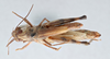 CollectionObject 2800441; CNCI 983675, ecf7460f-9884-409b-bff7-99716a8337d2: Aulocara femoratum_CNC983675. Dorsal view. (CollectionObject).