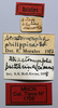 CollectionObject 1535523; d68a2e41-33b8-4e63-af32-b26abfffa21c: labels (holotype of Atractomorpha philippina). (CollectionObject).