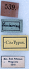 CollectionObject 1534717; 86706976-902c-4b4e-9edf-83cb5cf39104: labels (female syntype). (CollectionObject).