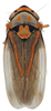 Habitus, dorsal view on Brazosa appendiculata Linnavuori & DeLong, 1976: (Observation).