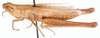 Orthochtha browni Popov & Fishpool, 1992: male, dorso-lateral view. (Otu).