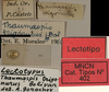 labels (lectotype). Depicts CollectionObject 1535072; 179ea9f6-d1aa-4703-bc4d-0d54d9524364, a CollectionObject.