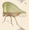 Habitus, lateral view: !! display not done !! on Antianthe expansa (Germar, 1835): (Observation).
