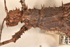 CollectionObject 1558872; ae2fd943-9eed-40c6-82cd-16404d27a944: copyright OUMNH. female, lateral view of Heteropteryx grayii (lectotype). (CollectionObject).
