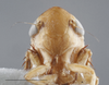 Head: !! display not done !! on Anoscopus serratulae (Fabricius, 1775): Head - light. light color variation. (Observation).