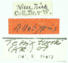 labels (syntype). Depicts CollectionObject 1586200; a16c2a67-3b71-454f-b55b-c4c6db1eb34a, a CollectionObject.