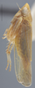 Habitus, lateral view: !! display not done !! on Arundanus arundineus (DeLong, 1926): Lateral. (Observation).
