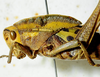 CollectionObject 1498674; fd73a7f8-62fd-4fc1-b4cf-df6186391f27: pronotum, lateral view. (CollectionObject).