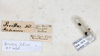 CollectionObject 1561275; NMW 213, 6e8ae930-ea1a-495f-b96e-d59685dcaf13: copyright NMW, Vienna. female, data labels (holotype). (CollectionObject).