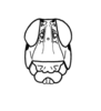 Dirshacris aridus Brown, 1959: Plate 2, Fig. 4. male, Face, frontal view. (Otu).