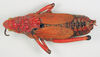 CollectionObject 1572740; 9c3ba2eb-96e6-4c65-86a9-1eb2c487dbda: male, dorsal view (syntype of Petasia cruentata). (CollectionObject).